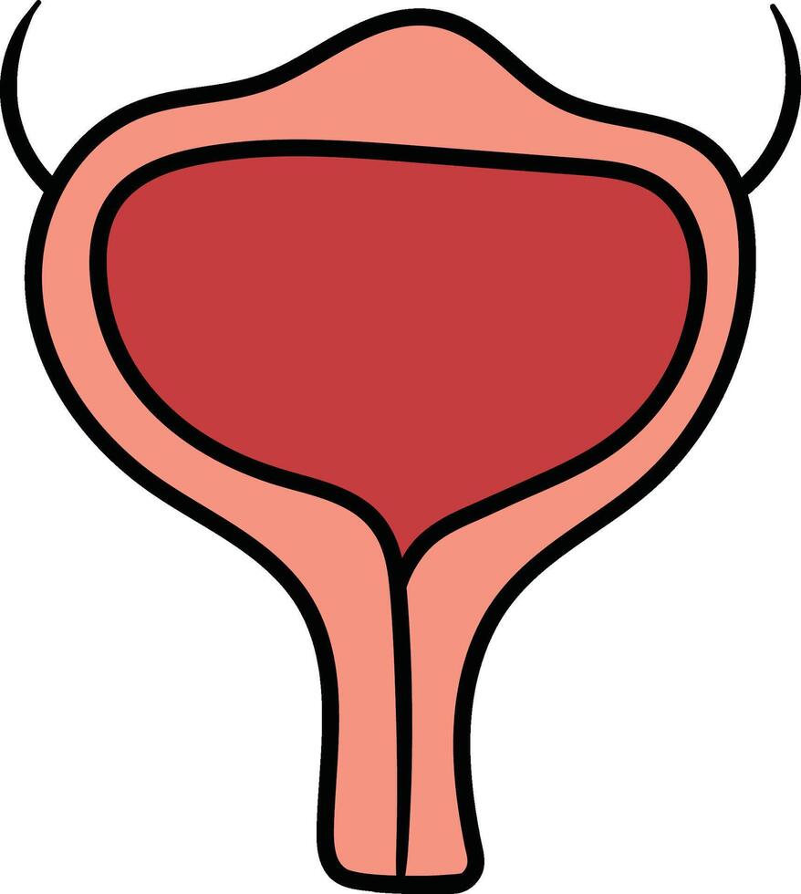 Human bladder cross section illustration vector