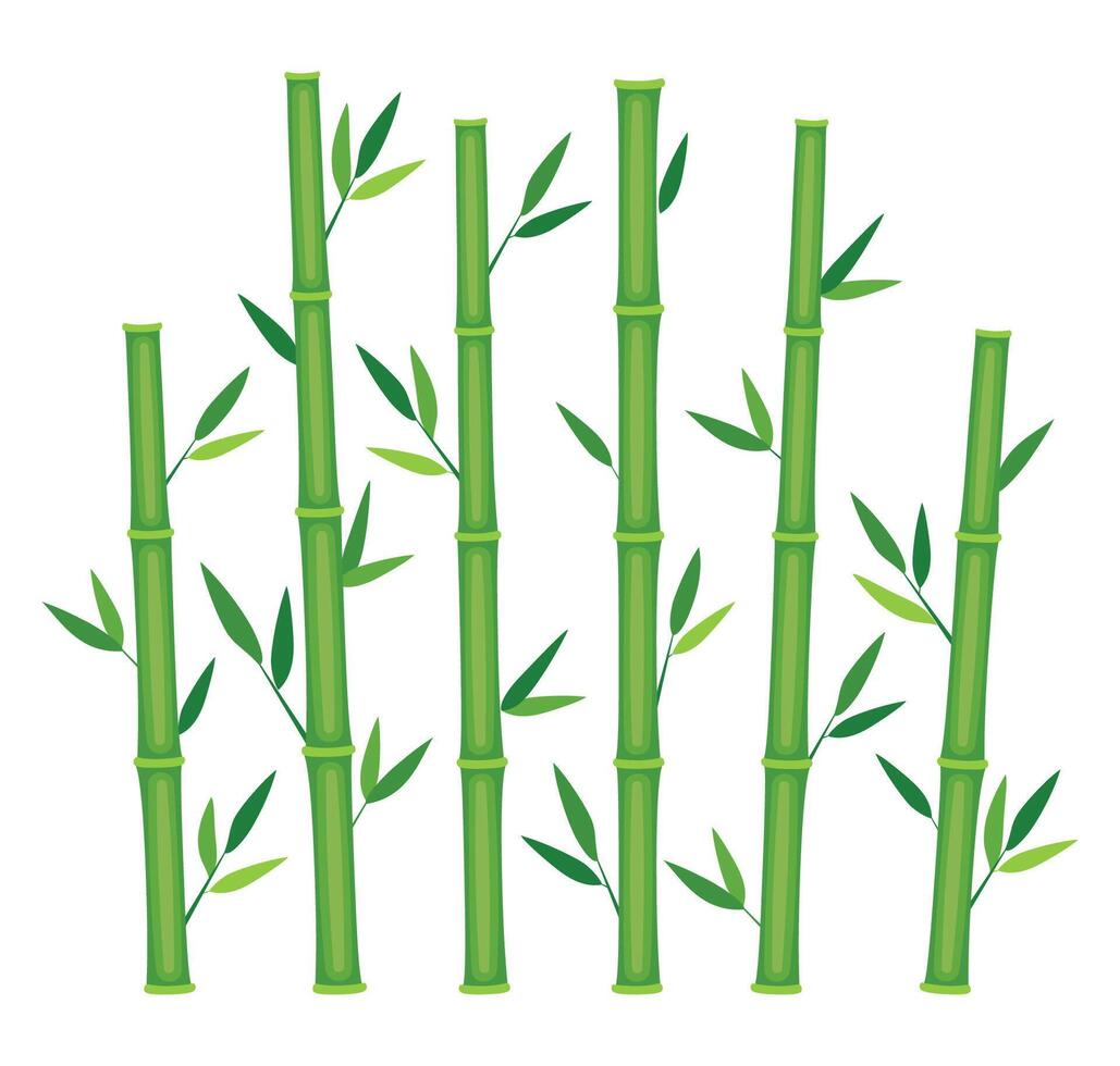 Green bamboo stems. Jungle forest, bamboo branches with leaves, decorative bamboo shoots. Bamboo trees on white. illustration. vector