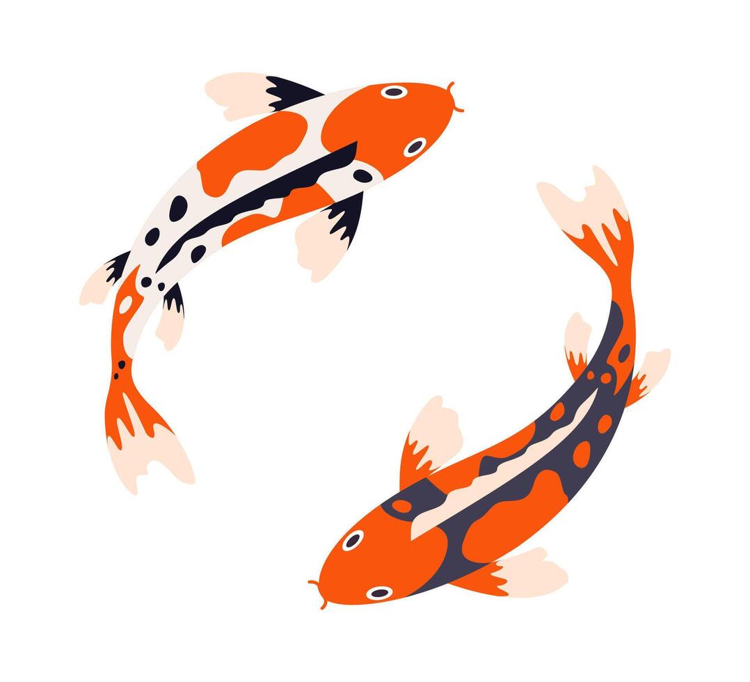 Swimming koi carp fish. Japanese koi carp fish isolated on white, cute oriental fish koi, swimming carps. Asian colorful koi fish. vector