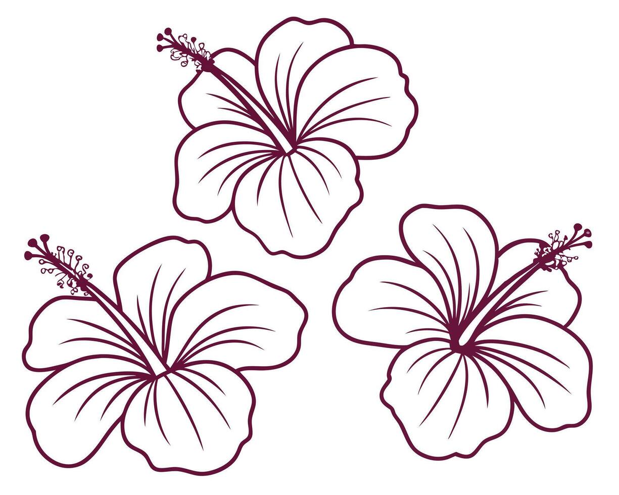 Three elegant outlined hibiscus flowers with delicate petals and intricate stamens on a white background vector