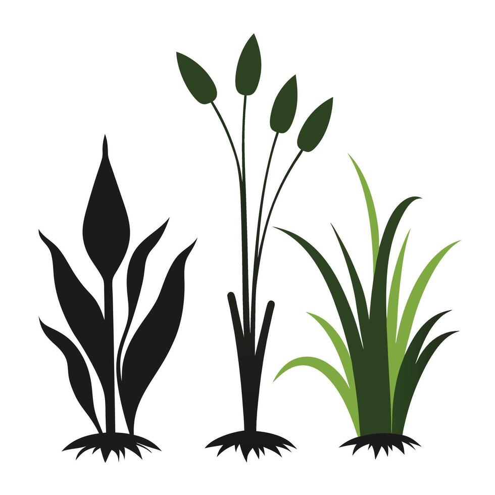 Three aquatic plants silhouette illustration with roots on white background art vector