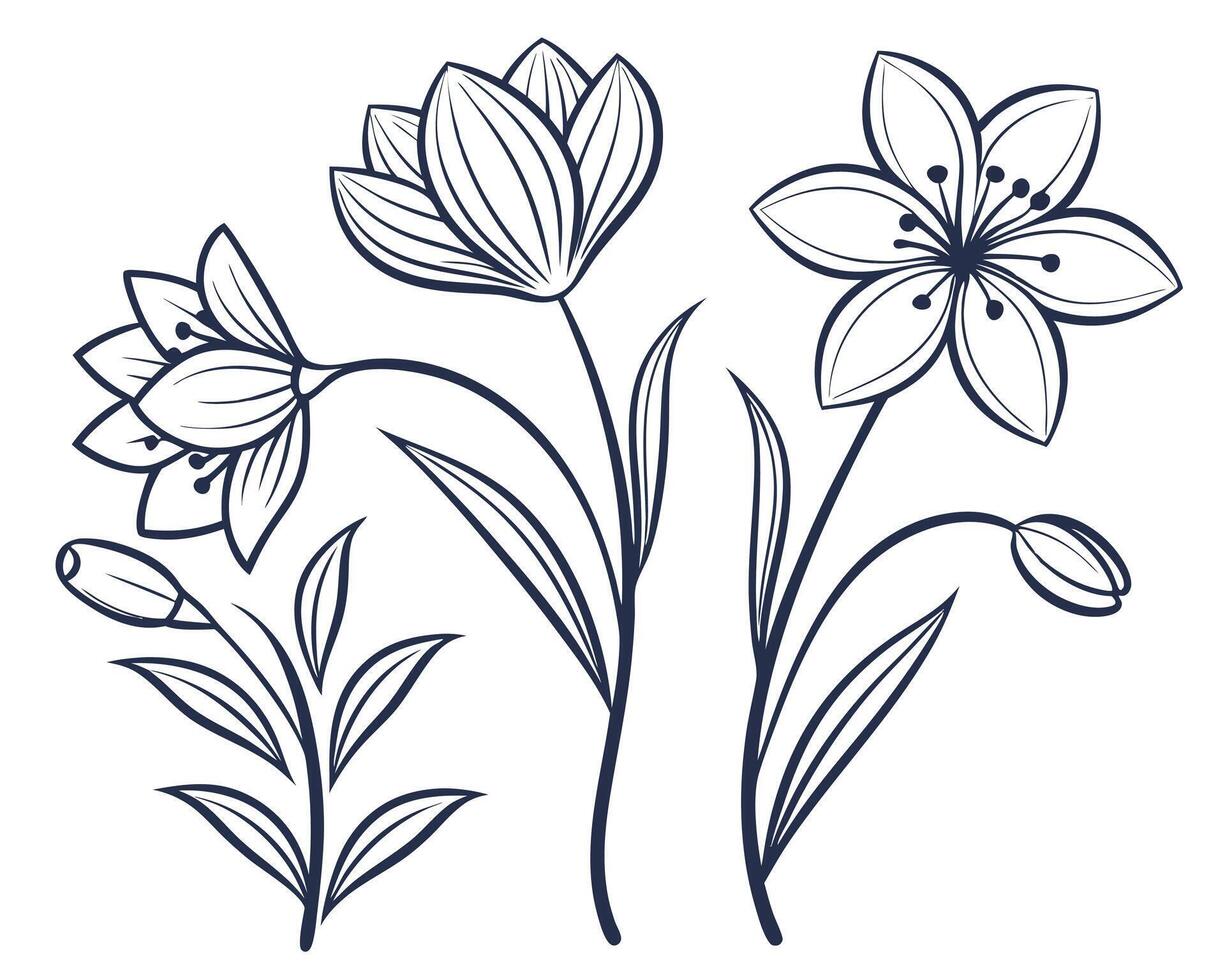 Elegant illustration of hand drawn line art flowers in a botanical and artistic composition vector