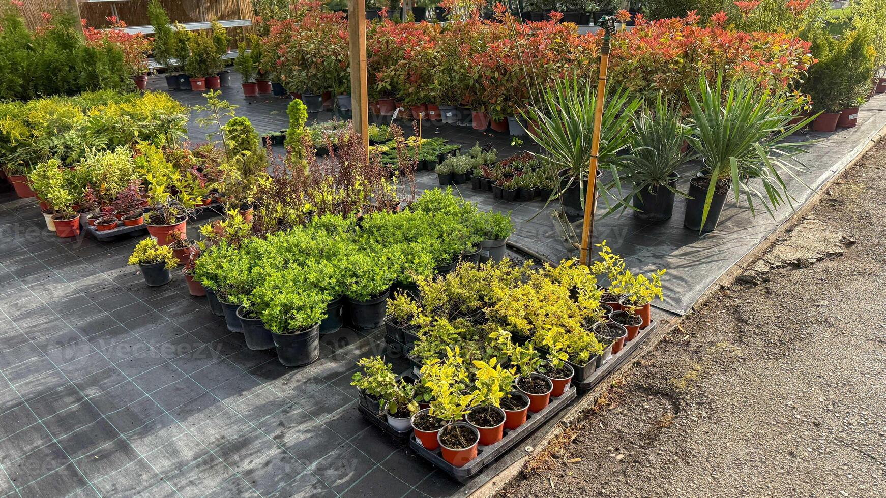 Lush plant nursery, verdant pagoda of diverse flora, celebrating Earth Days botanical bounty, evoking secret garden wonder photo