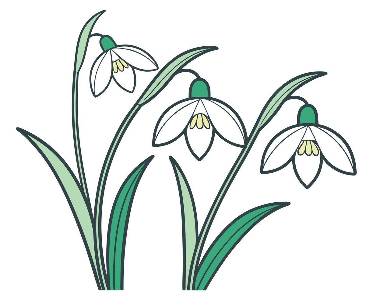 Illustration of elegant snowdrop flowers blooming in spring with clean outlines and colors vector