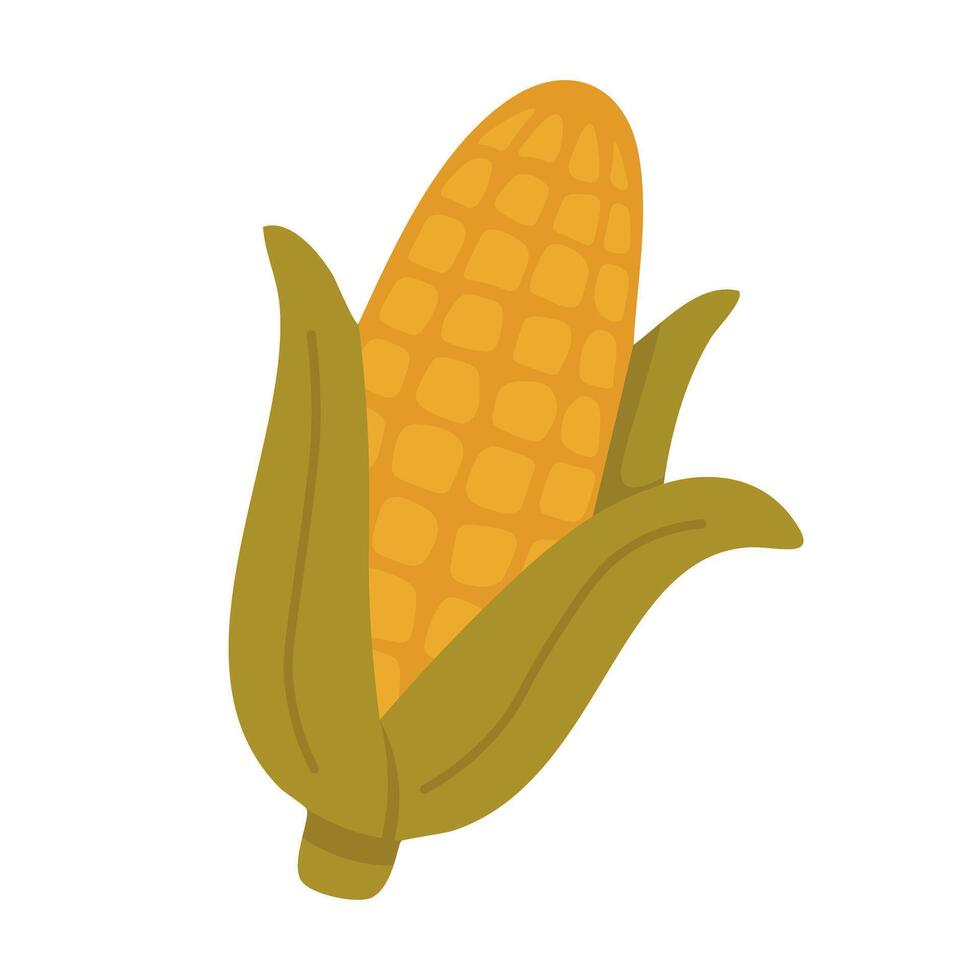 Bright yellow corn on the cob with green husk, flat illustration for autumn harvest theme. vector