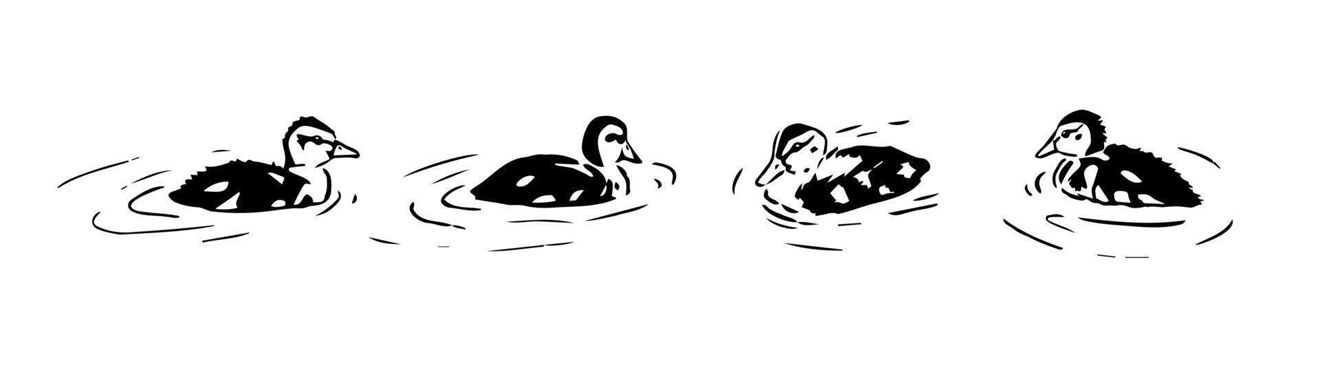 Ducklings swimming set. Hand-drawn marker illustration of little Mallard ducks. Wild ducklings in a water black and white sketch vector