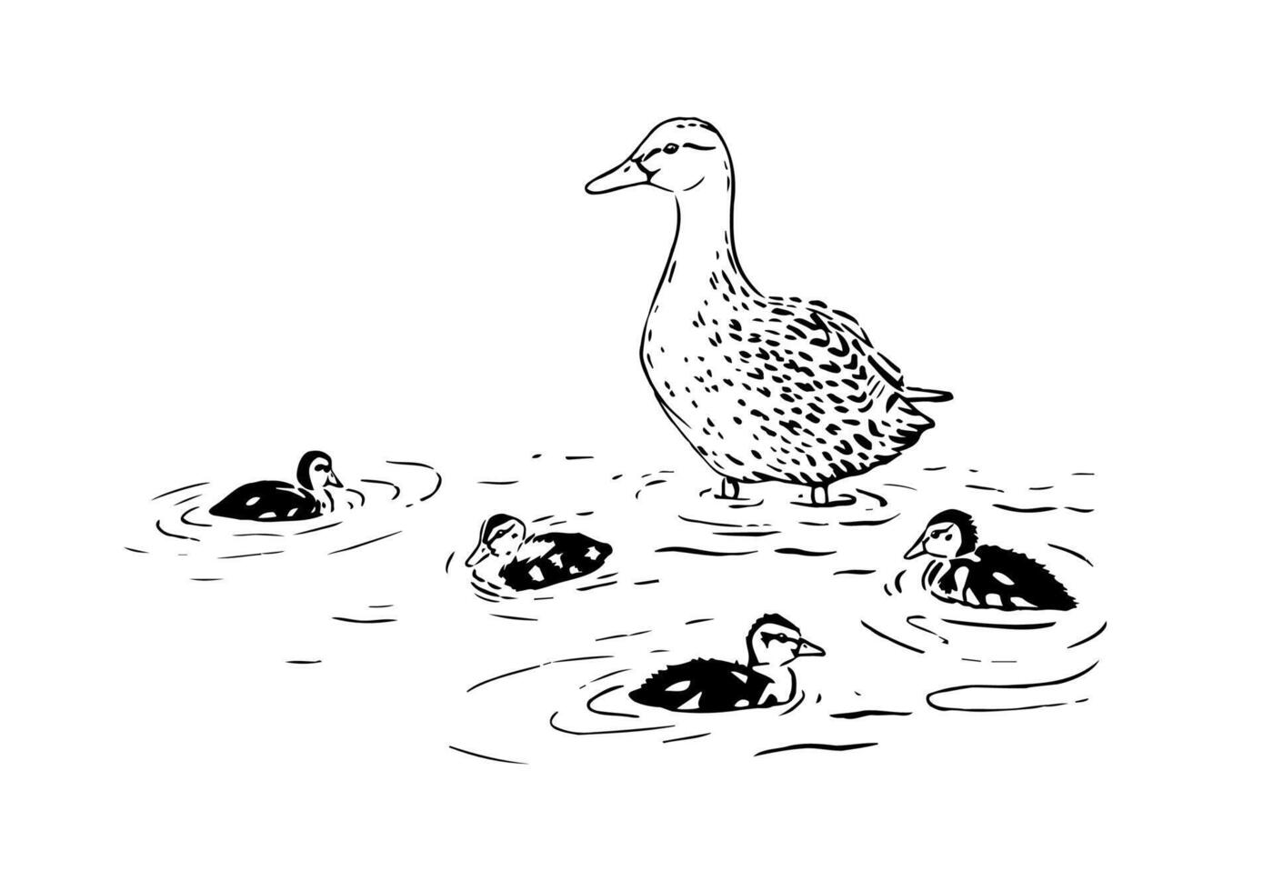 Mother duck with little ducklings hand-drawn marker sketch. Realistic illustration of a female mallard duck and her kids, swimming around her. Black and white graphic vector