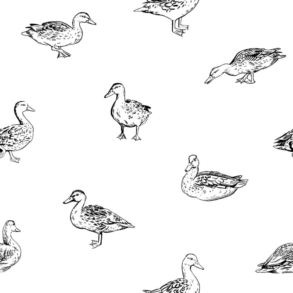Duck pattern in realistic hand-drawn style. Cute and curious mallard ducks in different poses, isolated on white. Seamless pattern for textile, wallpaper, wrapping paper and more vector