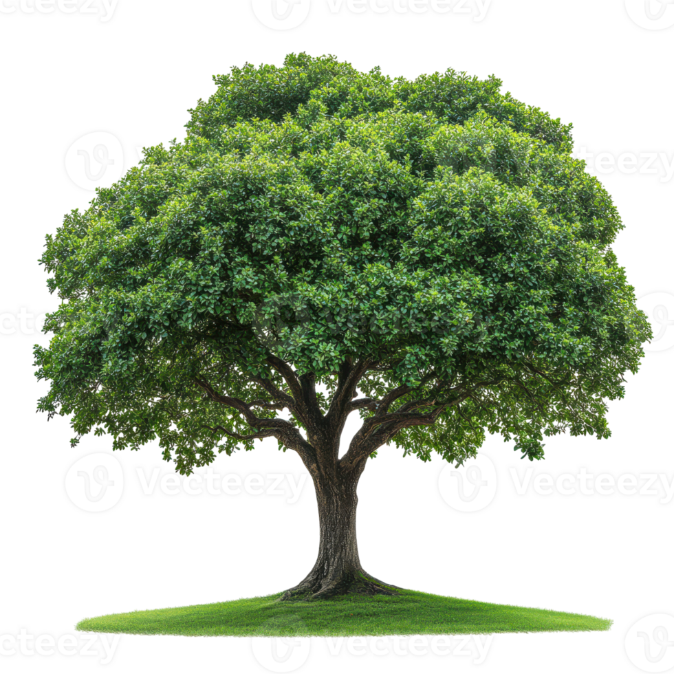 Large green tree standing alone in a lush area under bright sunlight in the afternoon hours, Transparent Background png