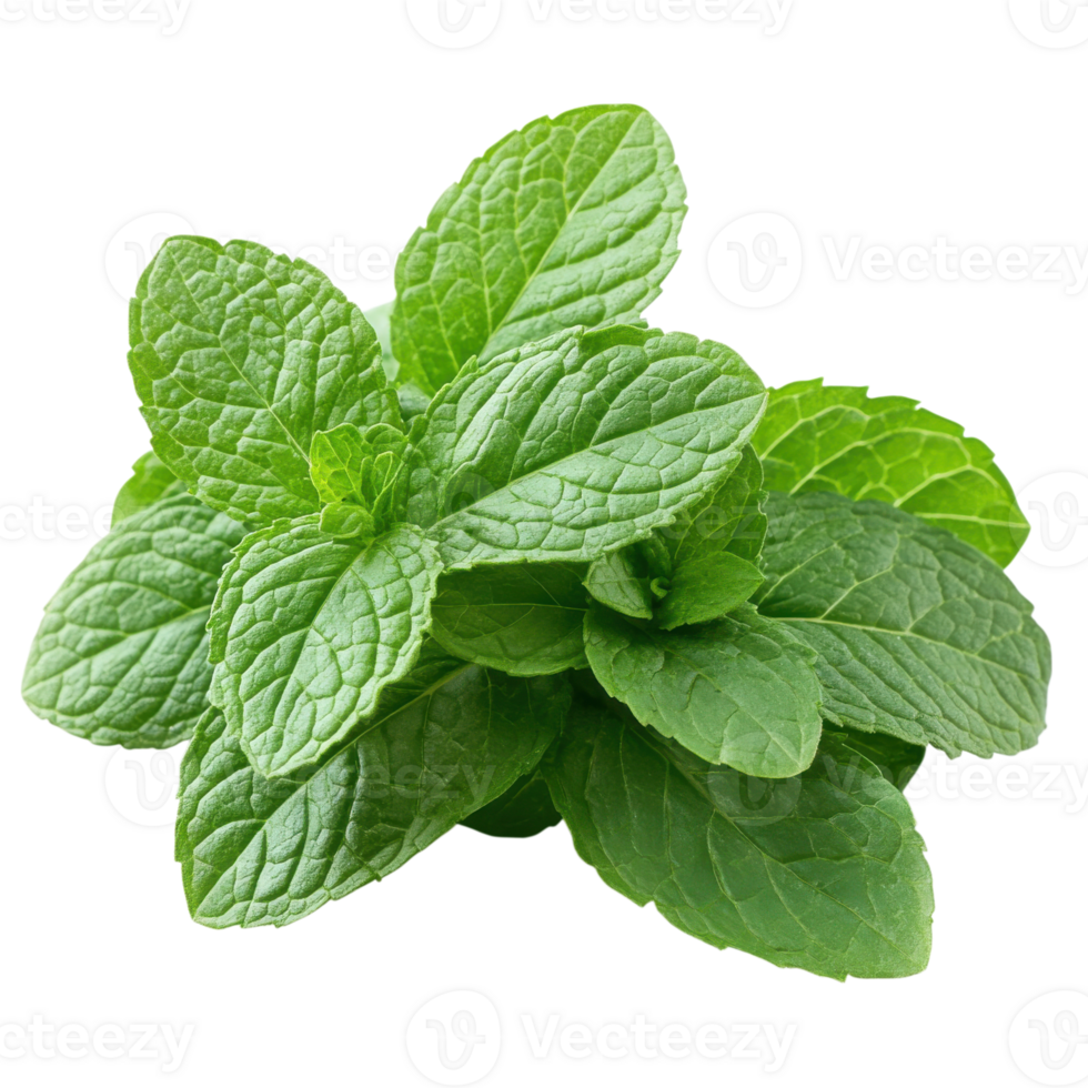 Fresh mint leaves arranged neatly on a white surface for culinary use and garnishing in various dishes and beverages, Transparent Background png