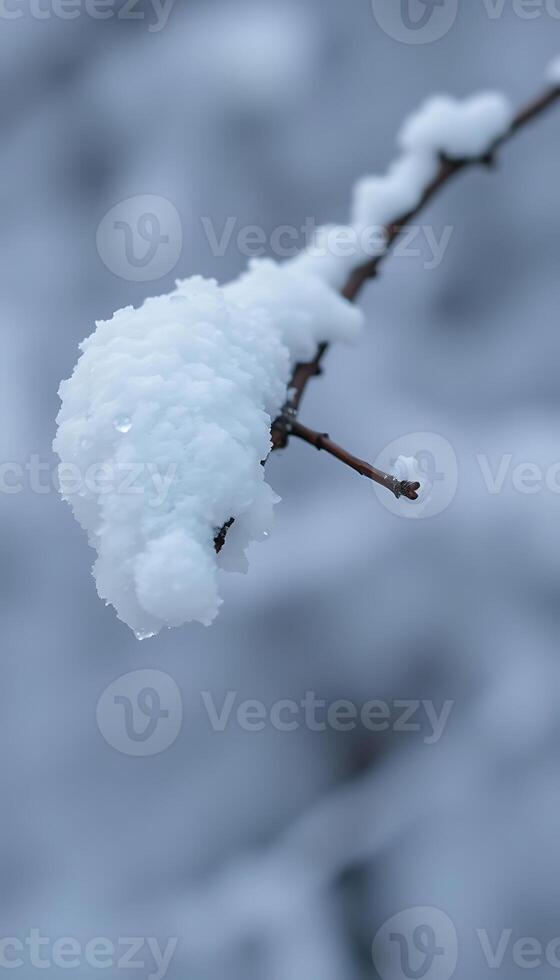 branch with snow on it in the middle of winter photo