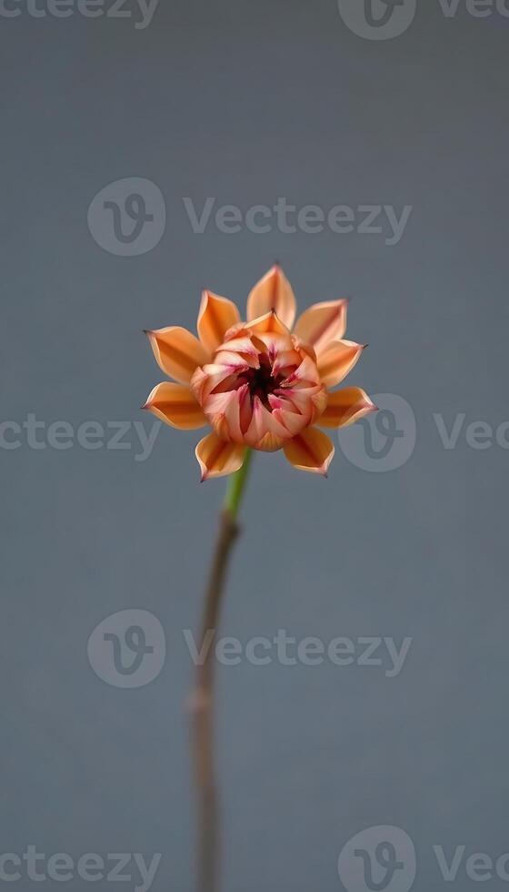 single orange flower with a blue background photo