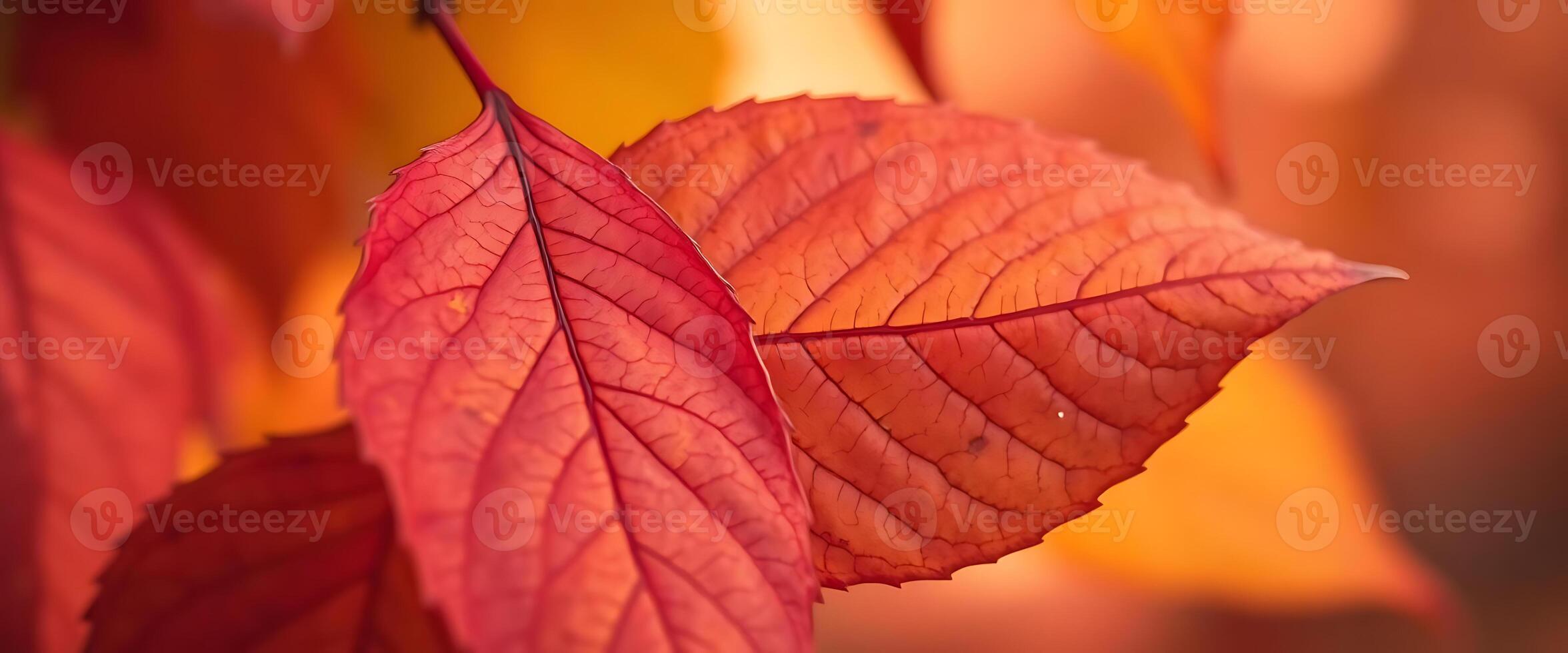 close up of a red leaf on a tree photo