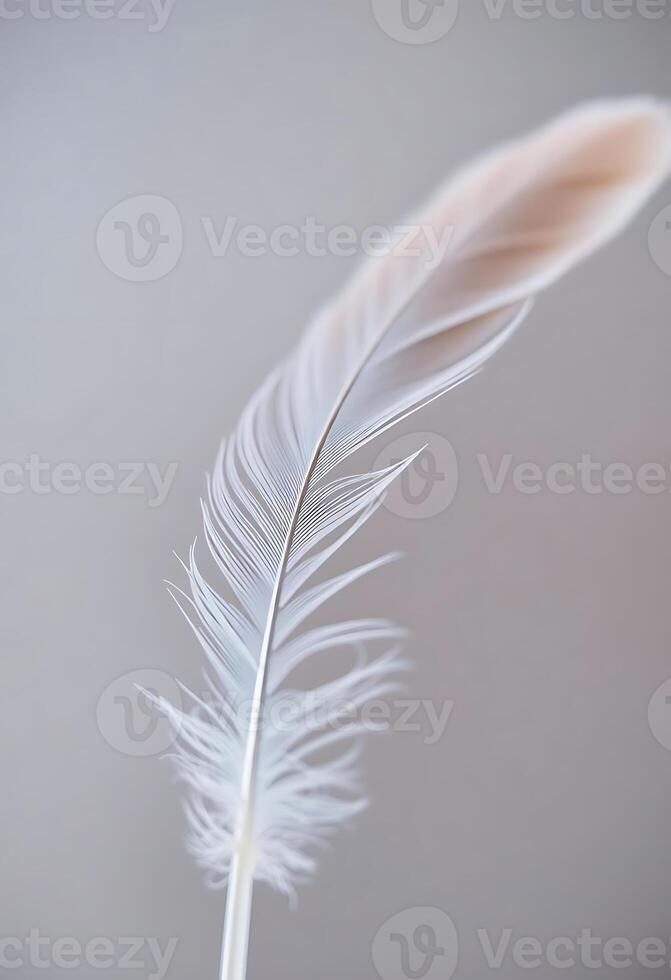 close up of a white feather on a gray background photo
