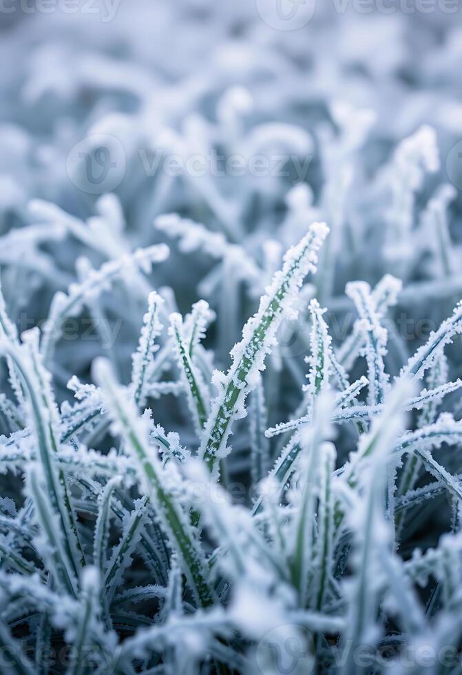 close up of a plant with frost on it photo