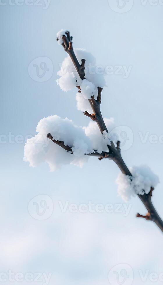 branch with snow on it against a blue sky photo