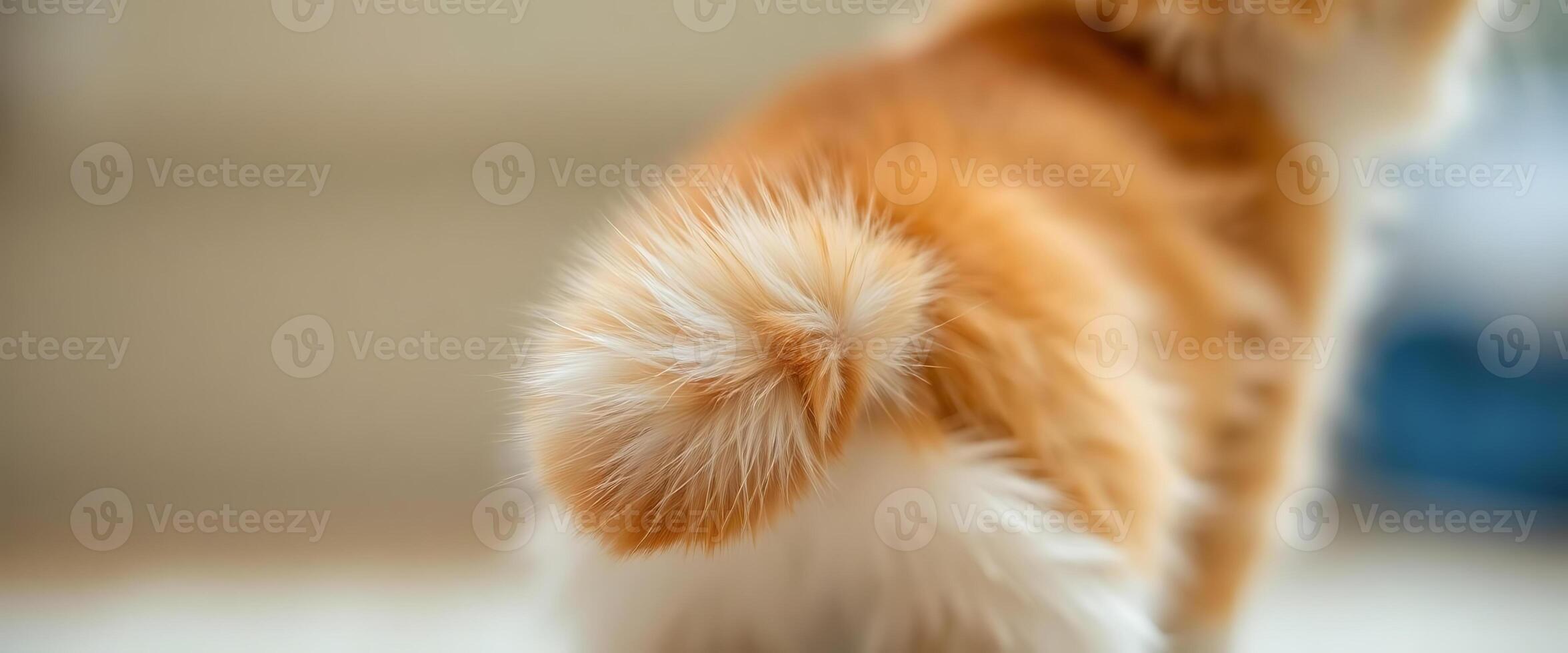 close up of a cat's tail with a blurry background photo