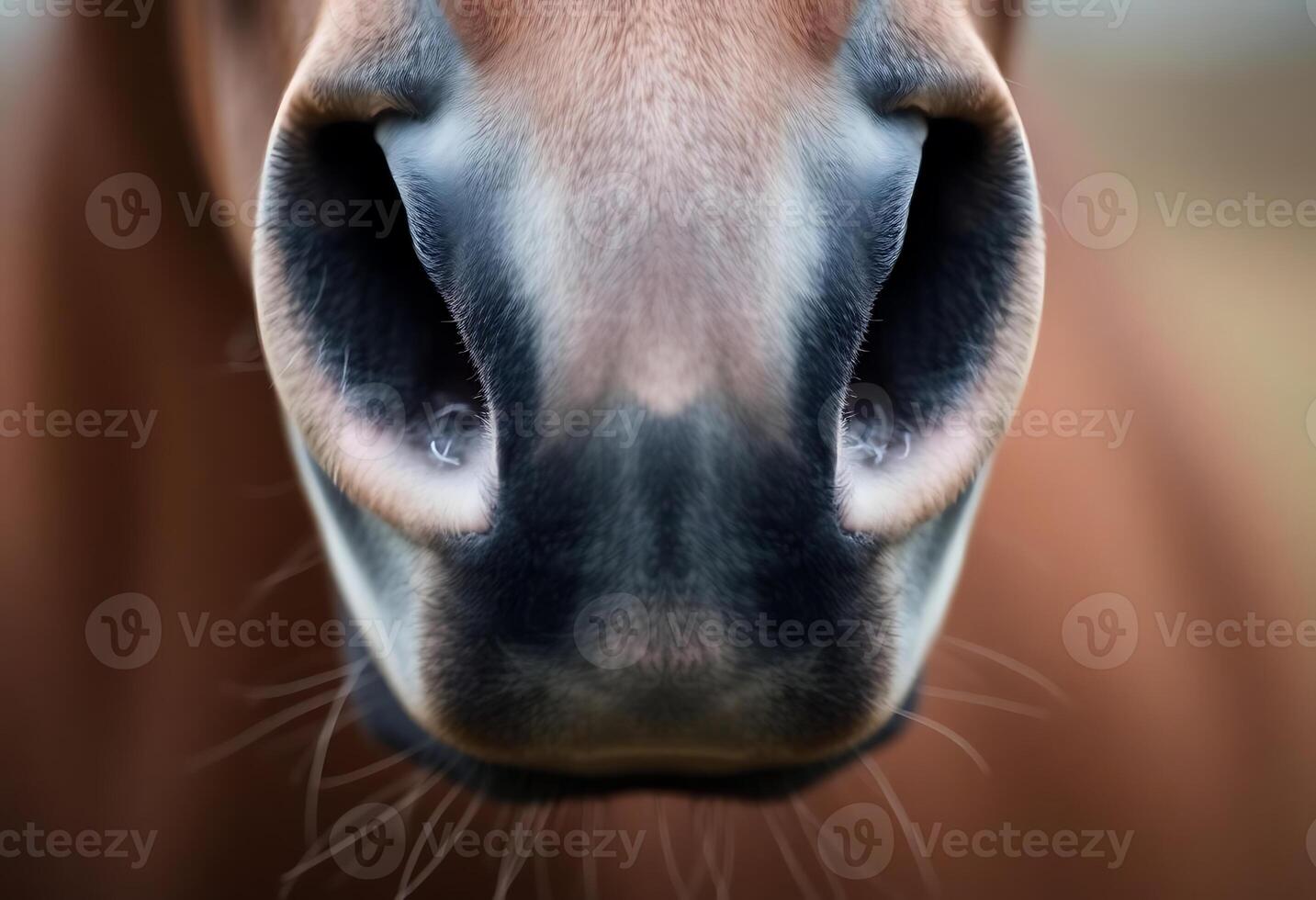 close up of a horse's nose with a blurry background photo