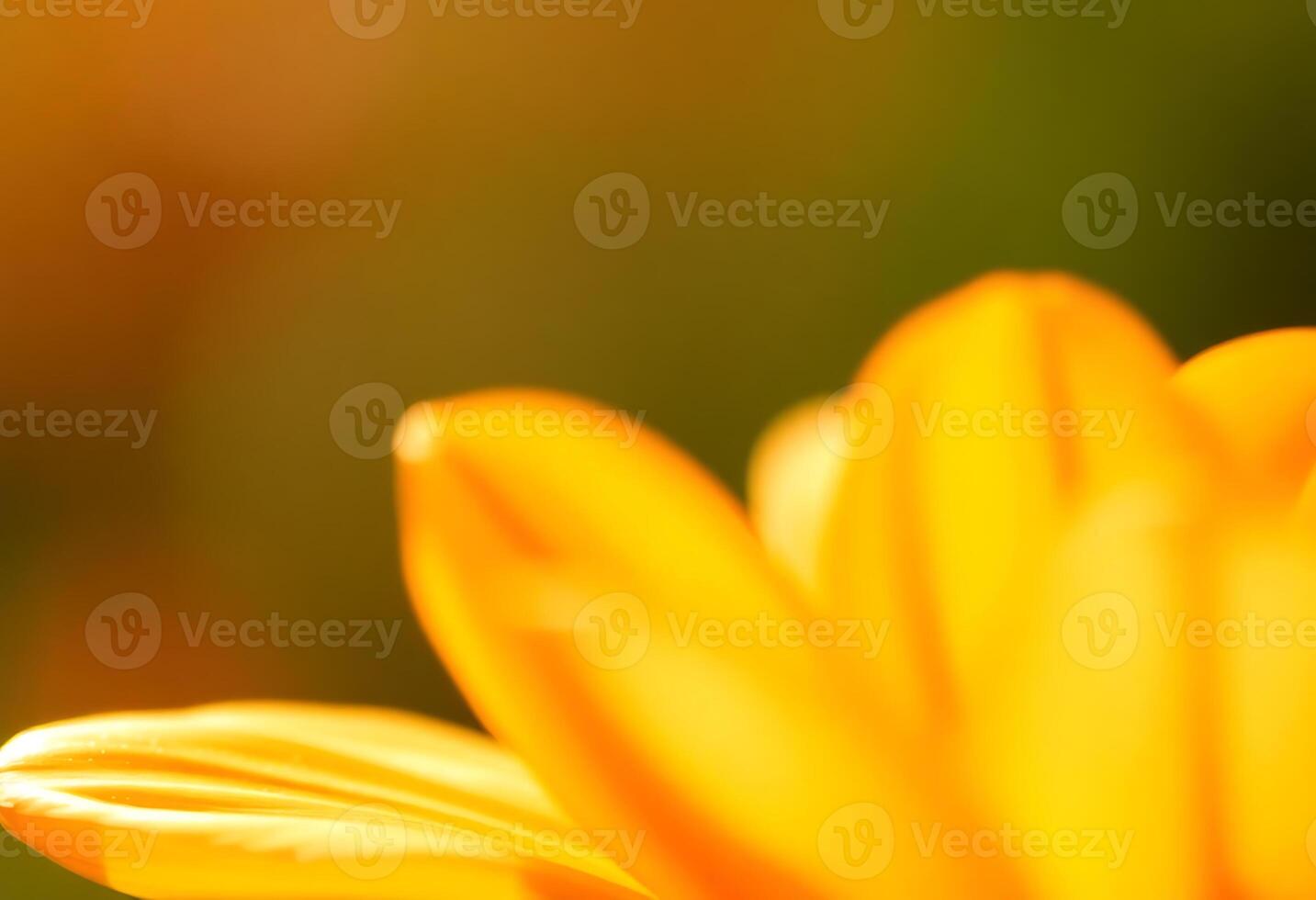 close up of a yellow flower with a blurry background photo