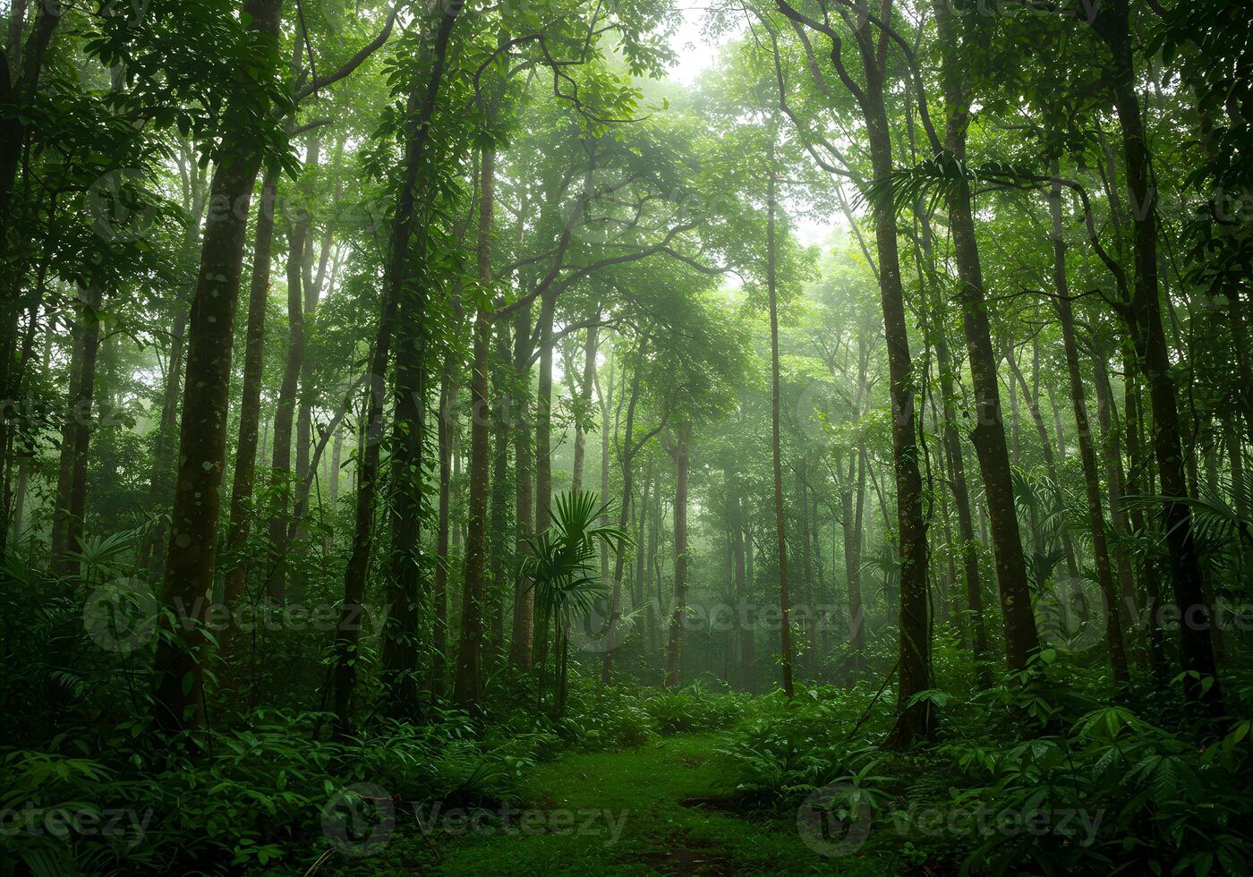 A path through a lush green forest with trees photo