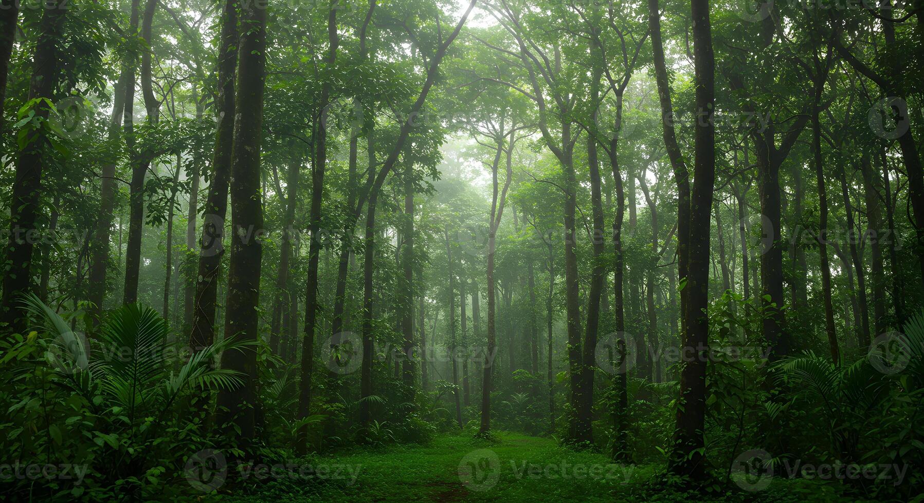 A path through a green forest with trees and grass photo