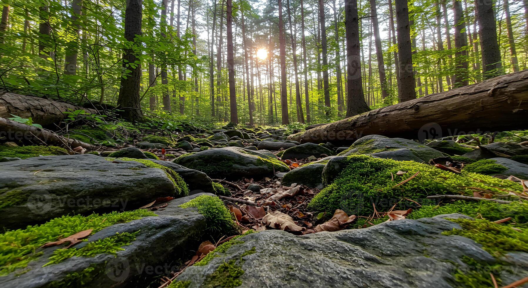 A forest with rocks and moss photo