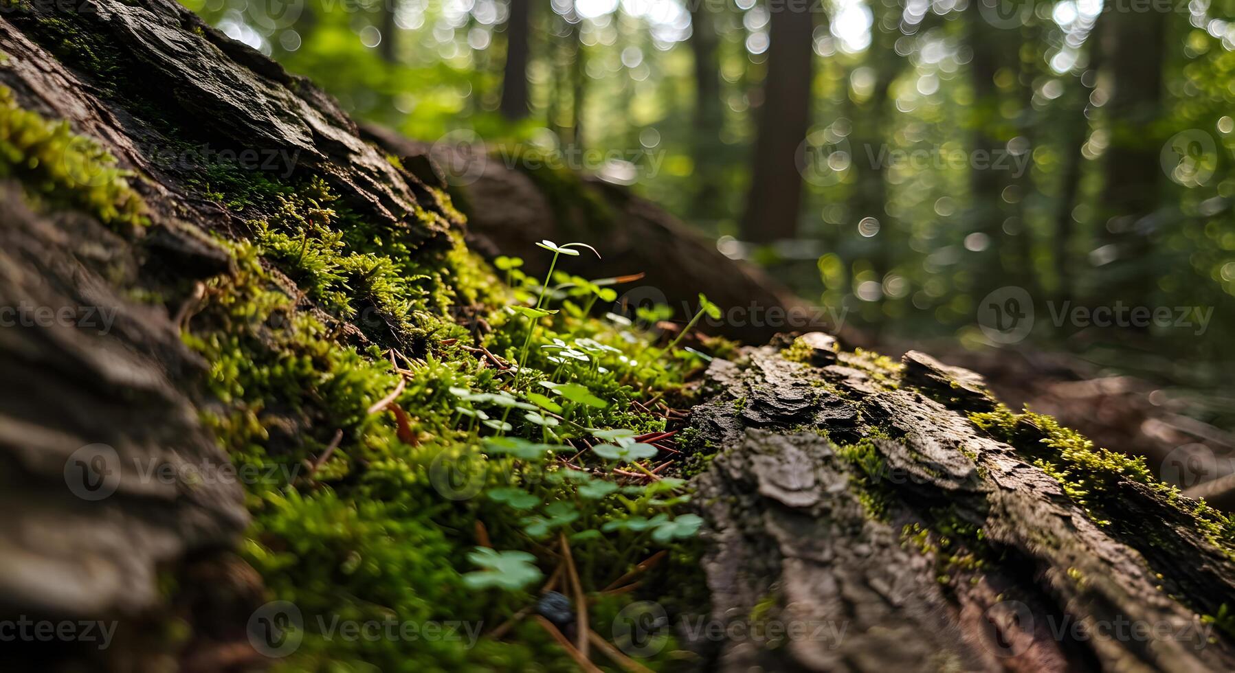 A close up of moss growing on a tree trunk photo