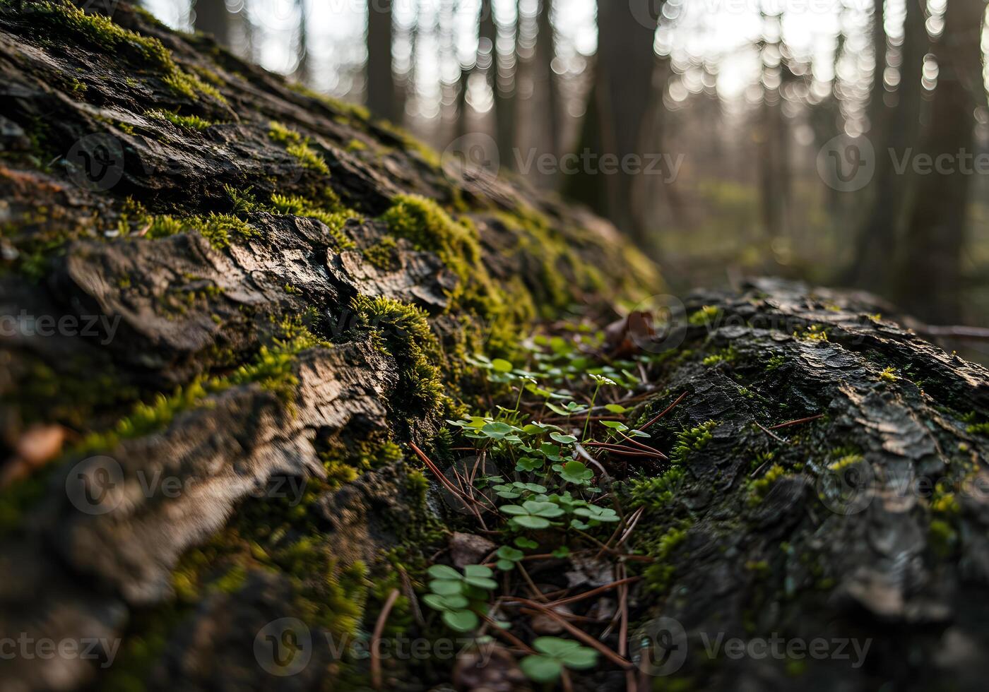 A moss covered log in the woods photo