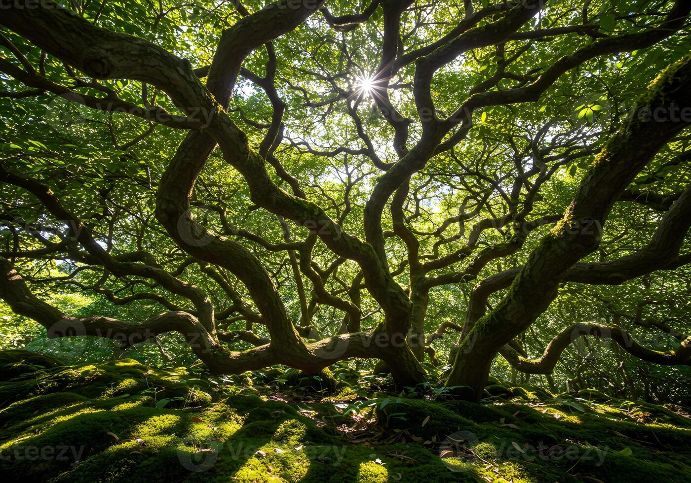 A large tree with many branches and leaves photo