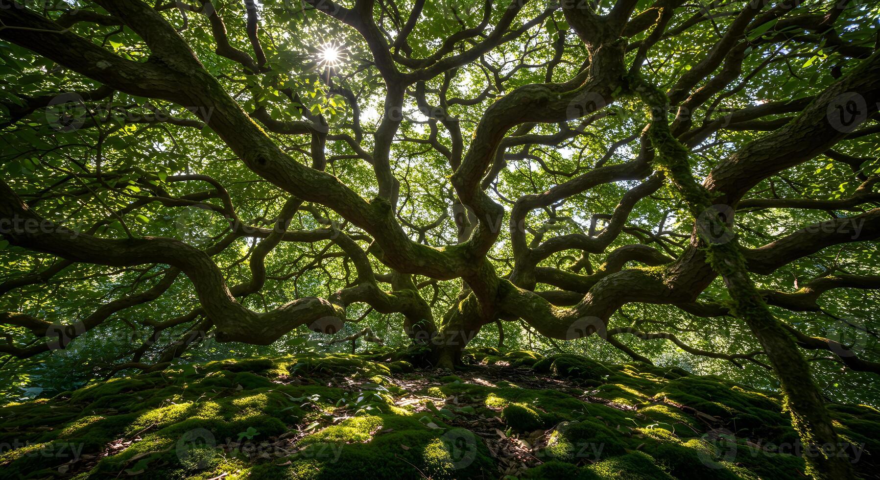 The tree of life, the great oak, the great oak, the great oak, the great photo
