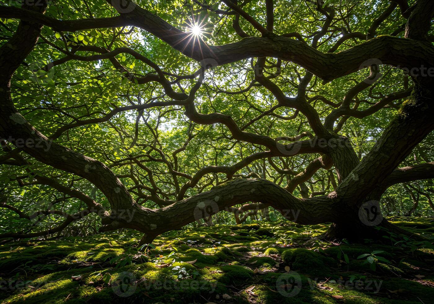 A large tree with many branches and sunlight shining through photo