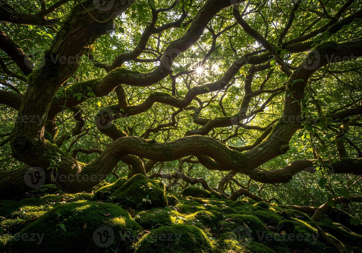 A large tree with many branches and moss photo