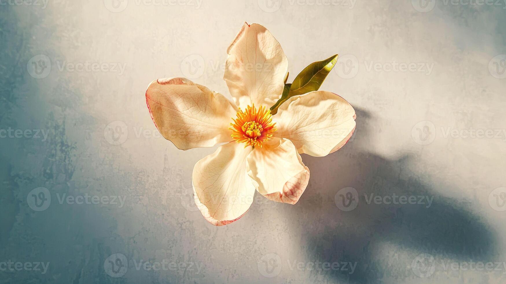 Realistic magnolia blossom on subtle background for elegant floral design photo