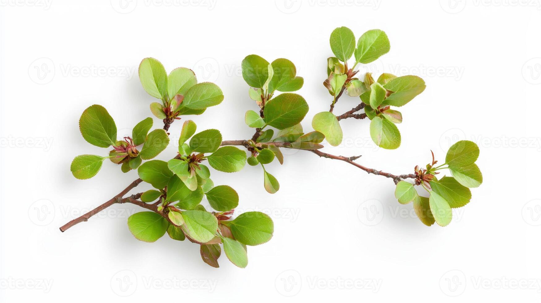Realistic sakura branch with fresh green leaves for spring design photo