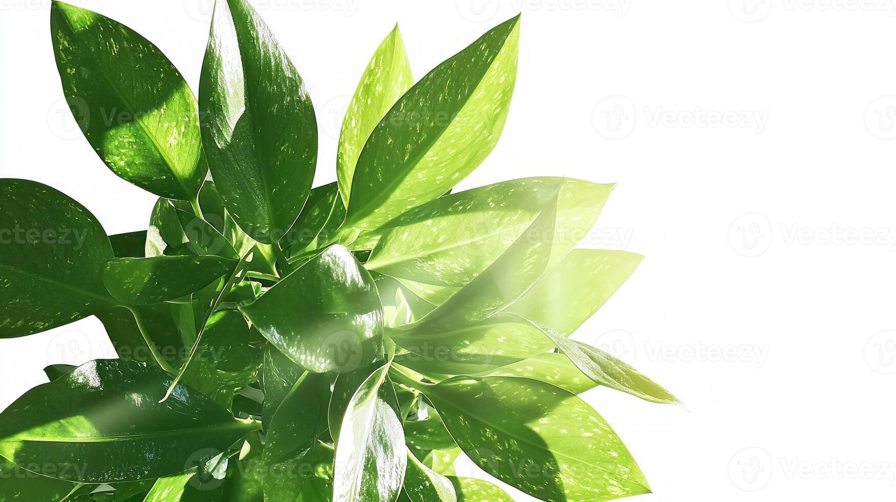 Orchid plant in greenhouse with lush green leaves for nature and botany design photo