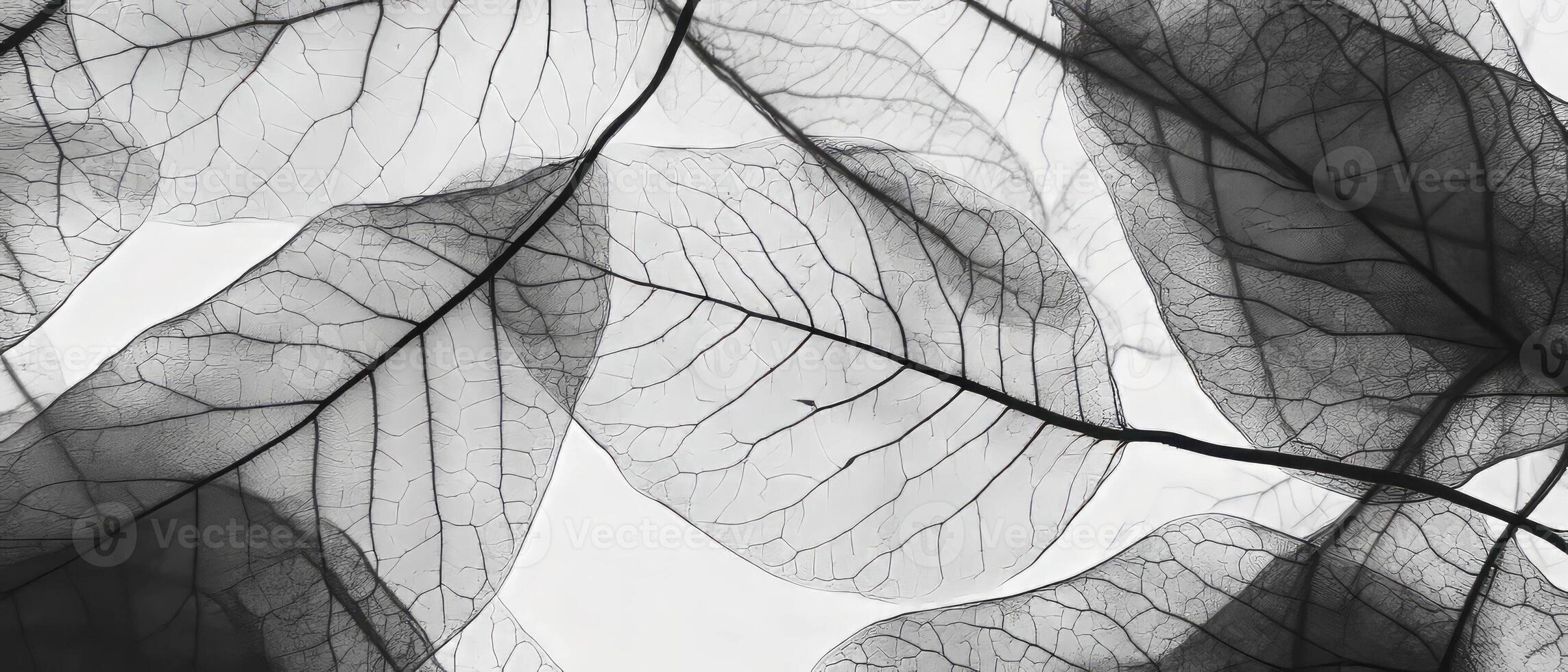 X-ray of delicate dried leaf veins showcasing organic texture and intricate details photo