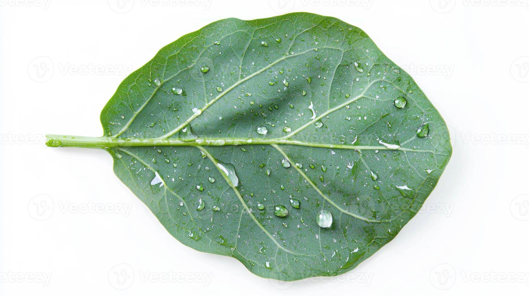 Realistic elephant ear leaf with water droplets for nature design and decoration photo