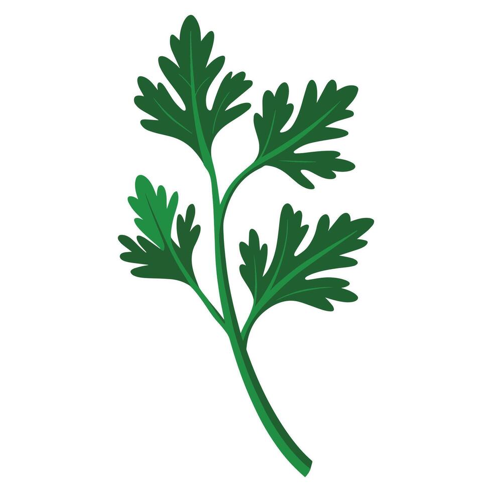 Parsley sprig with bright green leaves. Aromatic herb for seasoning dishes. Flat illustration, ideal for culinary and botanical designs. vector