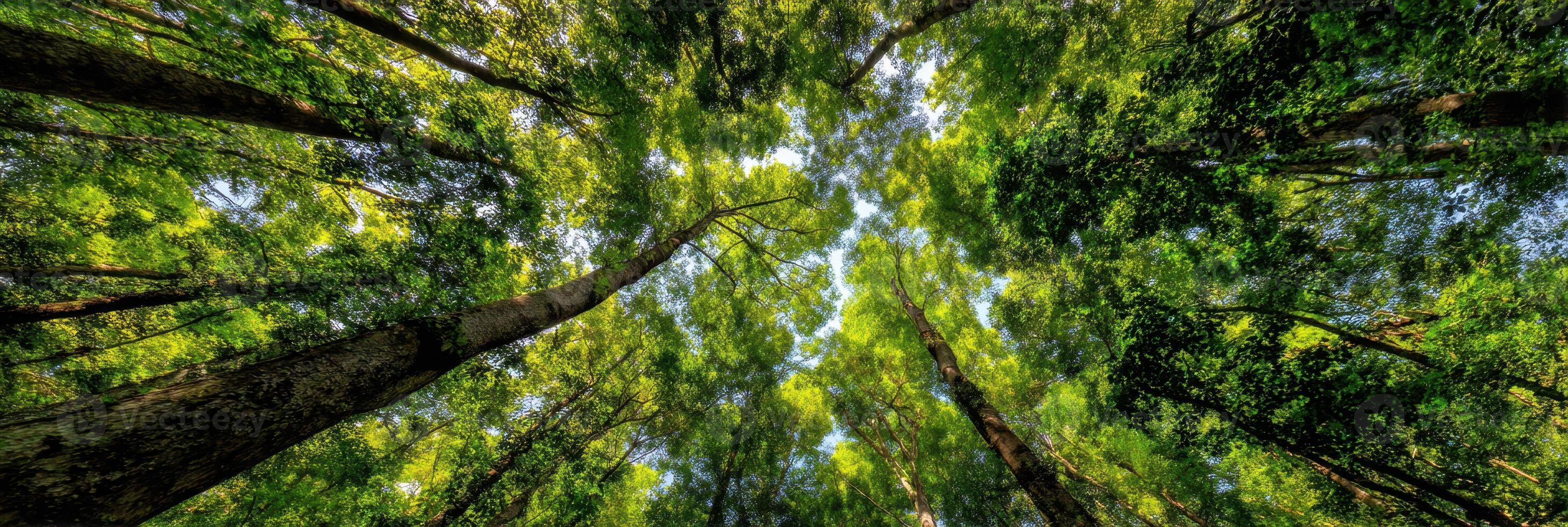 A view of the trees in a forest photo