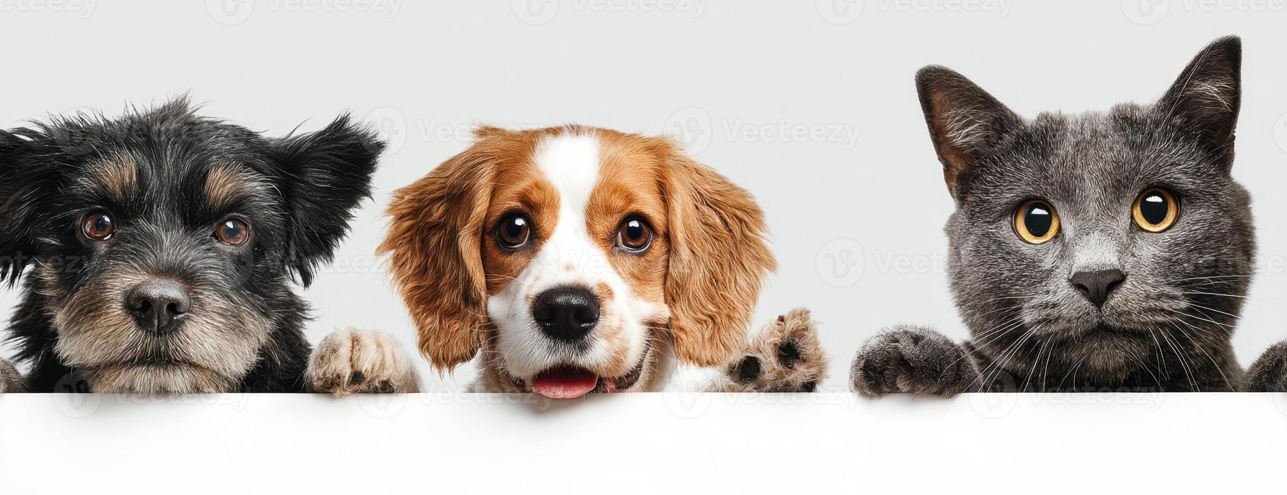 Four dogs and a cat peeking over a white board photo