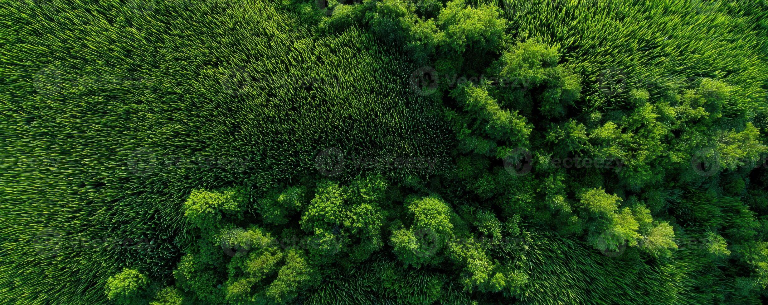 An aerial view of a green forest photo
