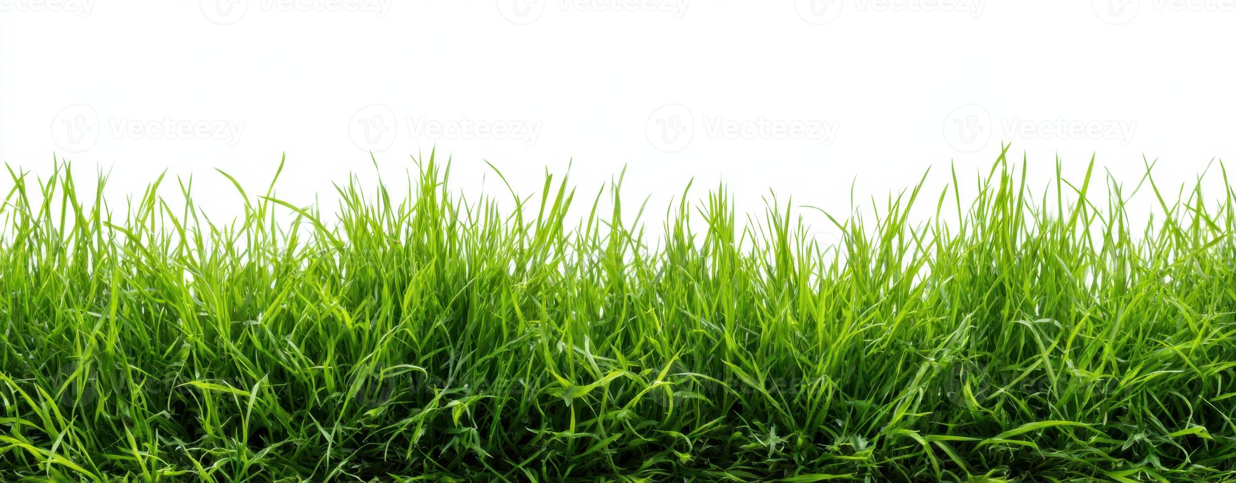 Lush Green Grass Against a White Background Creating a Fresh and Vibrant Aesthetic in the Early Morning Sunlight and Warm Weather Environment photo