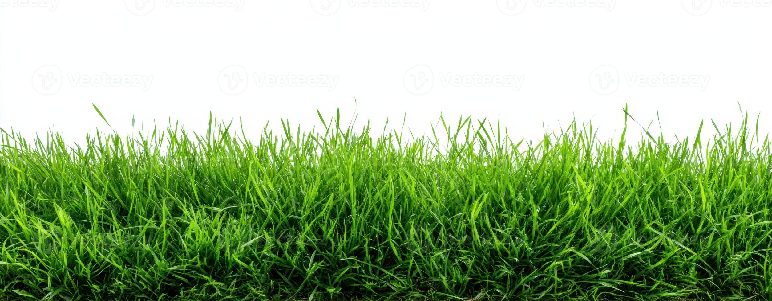 Lush Green Grass Against a Clean White Background Illustrating Natural Beauty and Freshness and Representing Lawn Care Landscaping and Eco Friendliness photo