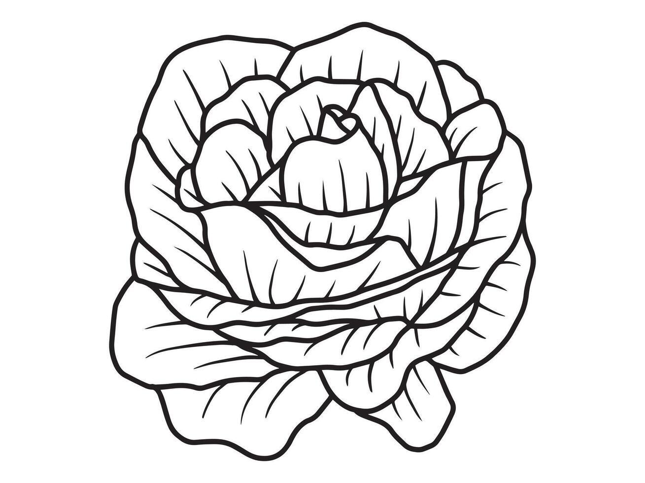 Flower Line Art Black and White background vector