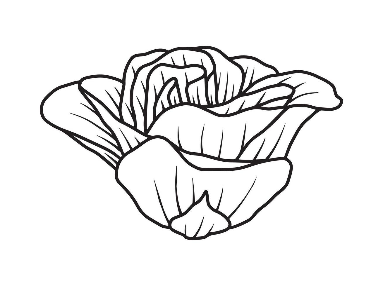 Rose Flower Silhouette Line Art vector