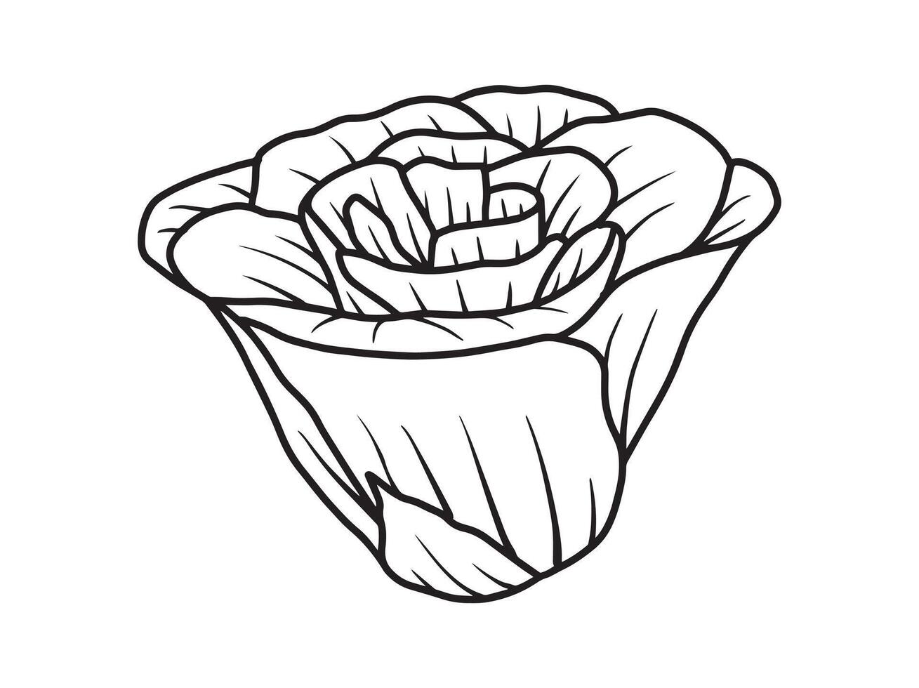 Hand Drawn Flower Line Art vector