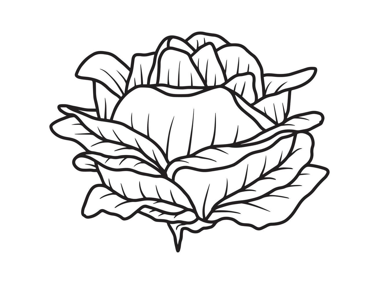Flower Line art Background vector