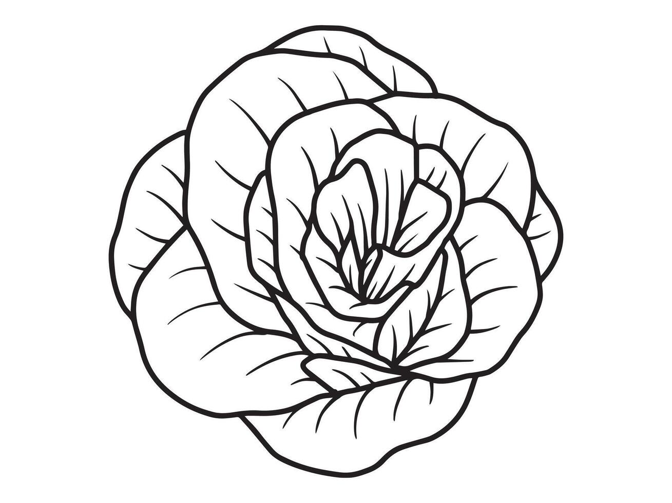 Hand Drawn Flower Outline Illustration vector