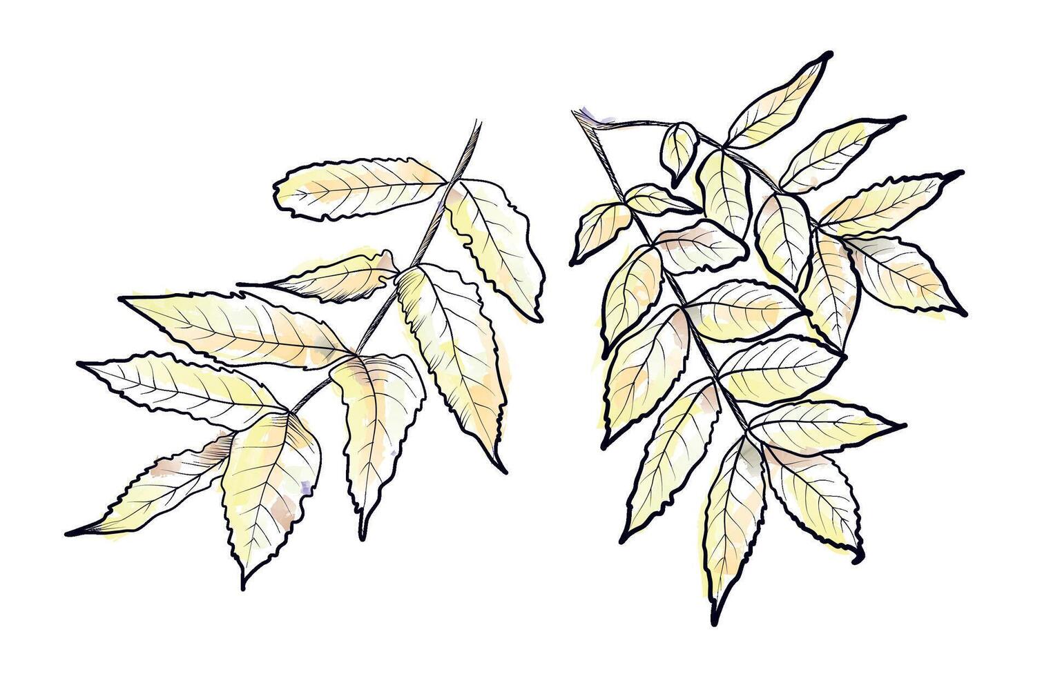 Autumn ash tree leaves hand drawn vector