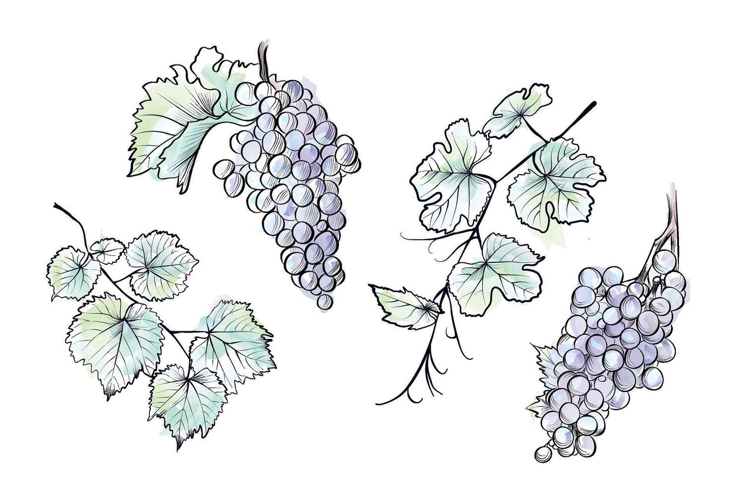 Grape vine with leaves bunches watercolor vector